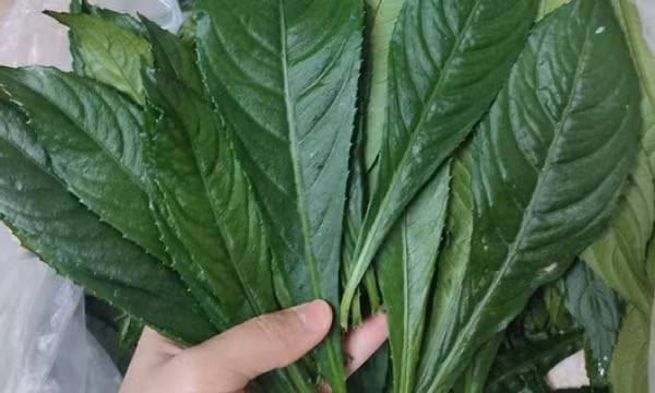 Loại cây mọc dại rất tốt cho sức khỏe