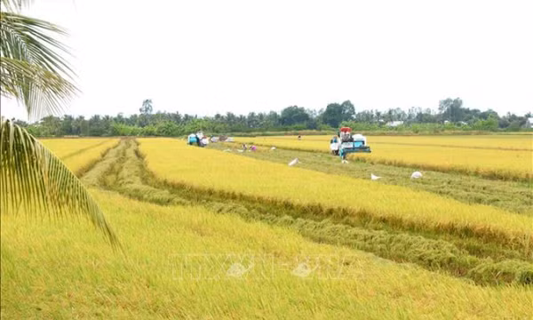 Lúa gạo Việt thành công từ giống tốt