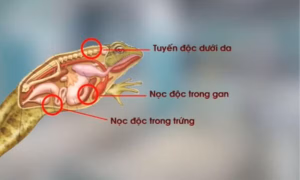 Ngộ độc do ăn thịt cóc và khuyến cáo từ chuyên gia