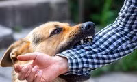 Hà Nội: Chó dại cắn 3 người ở Sóc Sơn 