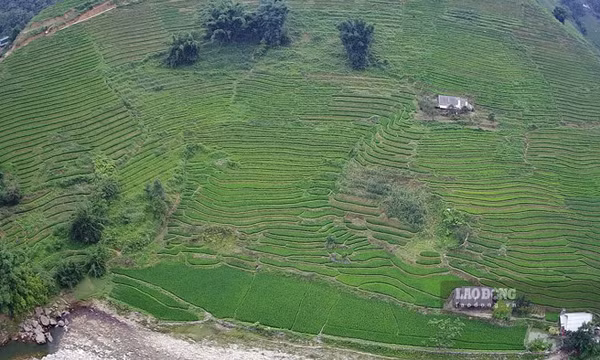 Mùa lúa non xanh mướt mắt trên ruộng bậc thang Sa Pa