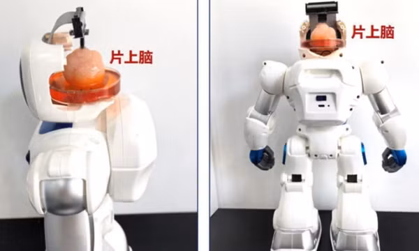 Trung Quốc tạo ra robot có não làm từ tế bào gốc con người