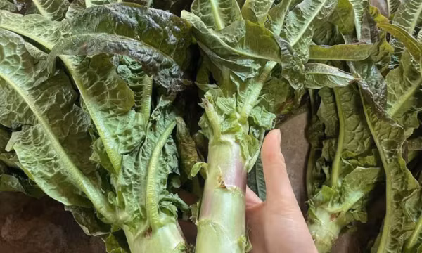 Loại rau dễ trồng giúp thải độc, ngừa ung thư