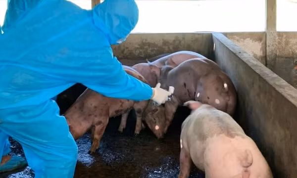 Thủ tướng Chính phủ yêu cầu thực hiện nghiêm các biện pháp phòng, chống bệnh Dịch tả lợn Châu Phi