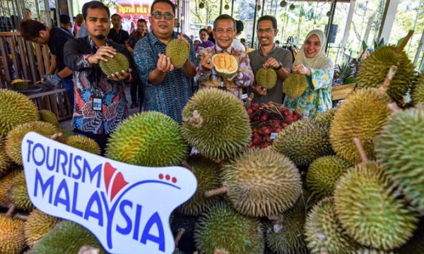 Malaysia mở loạt tour sầu riêng để hút khách