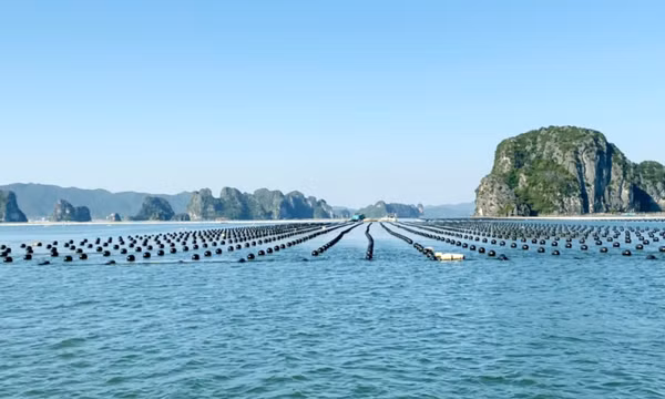 Phát triển thuỷ sản trở thành ngành kinh tế mũi nhọn