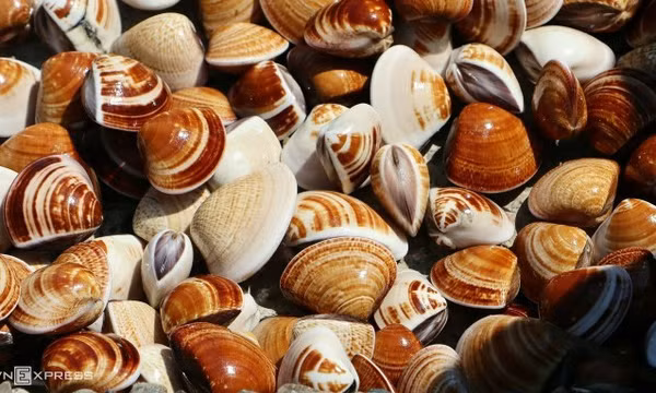 Xuất khẩu nghêu, sò sang Trung Quốc tăng đột biến