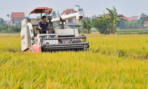 Ngành lúa gạo: Vượt thách thức để tái cấu trúc bền vững