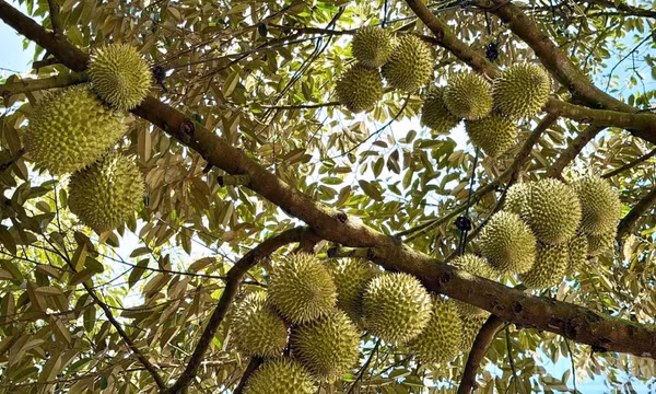 Mùa sầu riêng trĩu quả ở Đồng Nai