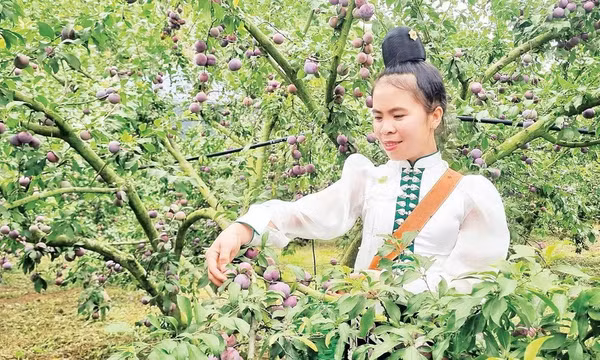 Chuyển đổi số trong sản xuất nông nghiệp xanh