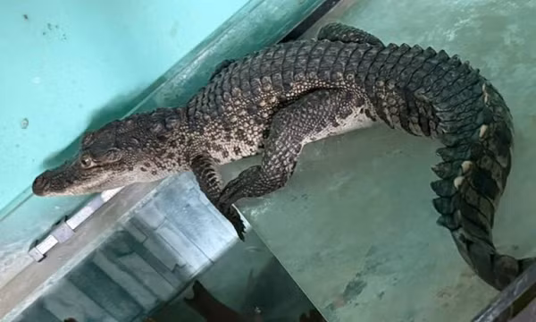 Cá sấu bò vào nhà dân lúc đêm khuya ở Huế
