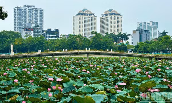 Hà Nội: Hồ Tây vào mùa sen đẹp nhất năm