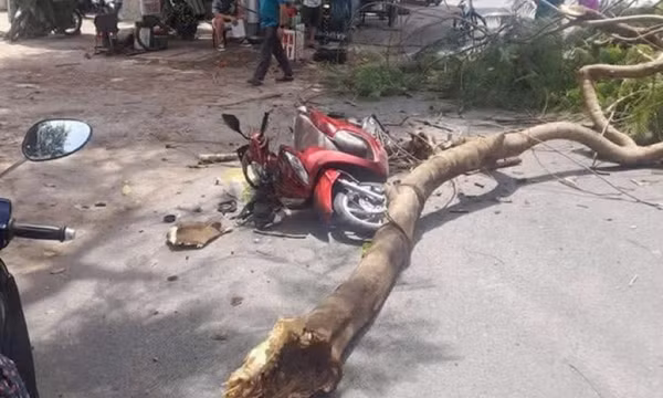 Cành cây gãy đè trúng phụ nữ đi xe máy