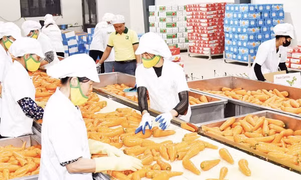 Xuất khẩu nông sản trước mục tiêu tăng trưởng hai con số