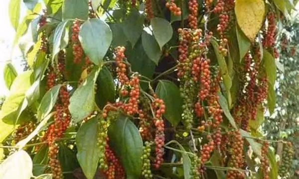 Ngành hồ tiêu bắt nhịp với áp lực cung ứng và chế biến sâu