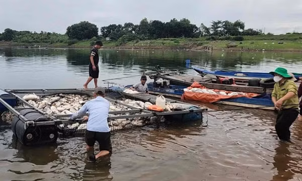 Nguyên nhân 250 tấn cá chết hàng loạt trên hồ Trị An ở Đồng Nai