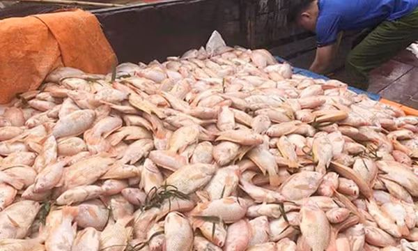 800 tấn cá chết trên sông Đồng Nai