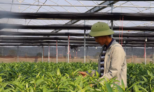 Xây dựng thương hiệu sản phẩm hoa Bình Khê