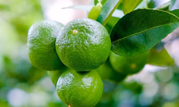  Những trường hợp nào không nên dùng chanh để tăng sức đề kháng?