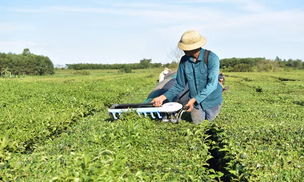 Quyết tâm vực dậy cây chè Hải Hà: Khi nghị quyết đi vào cuộc sống