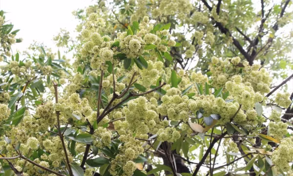 Hàng hoa sữa 'gợi nhớ thu Hà Nội' ở Sài Gòn