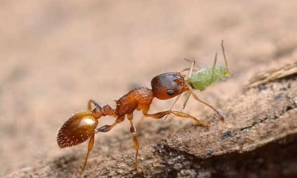 Kiến Temnothorax bất tử: Cái giá kinh hoàng phải trả cho liều thuốc trường sinh