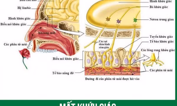 Chứng mất khứu giác, vị giác ở bệnh nhân COVID-19: Tự khỏi hay cần điều trị?