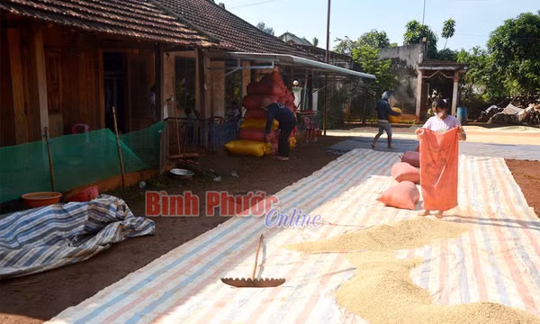 Bù Cà Mau (Bình Phước) vàng thơm lúa mới
