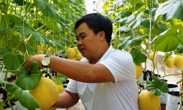 Nông nghiệp công nghệ cao mở lối cho tư duy kinh tế nông nghiệp