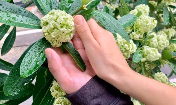 Mùi hoa sữa Hà Nội trong cảm nhận của khách Tây