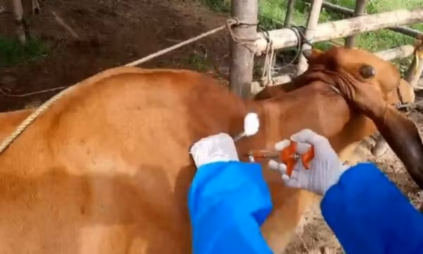 Kế hoạch quốc gia phòng, chống bệnh viêm da nổi cục trên trâu, bò