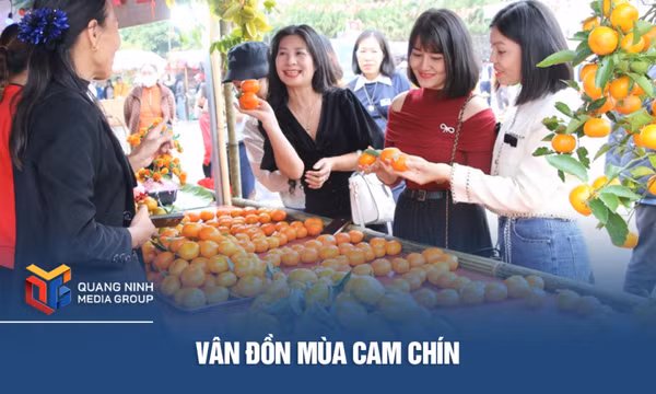 Vân Đồn mùa cam chín