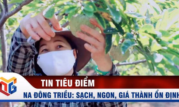 Na Đông Triều: Sạch, ngon, giá thành ổn định