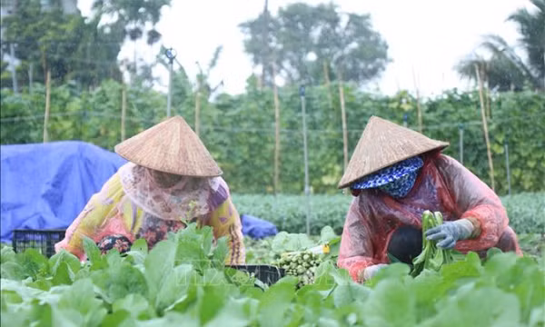 Xây dựng các phương án sản xuất, cung ứng nông sản đến quý I/2022