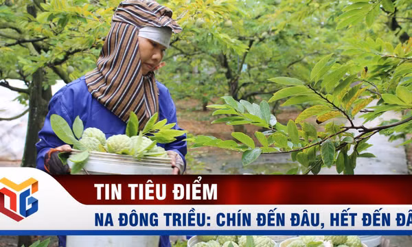 Đông Triều: Mở luồng giao thông riêng tiêu thụ na