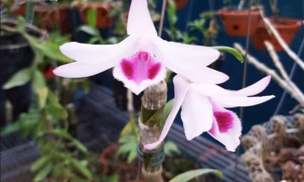 Những sự thật ngã ngửa về lan đột biến tiền tỷ
