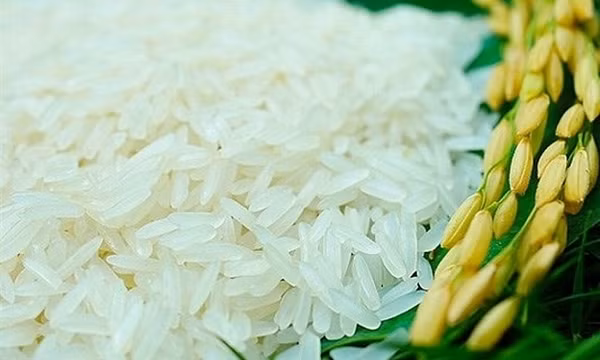 Giá lúa gạo hôm nay 13/8: Giá lúa đi ngang