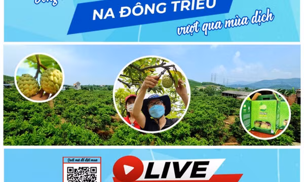 Đưa na VietGAP Đông Triều đến người tiêu dùng 