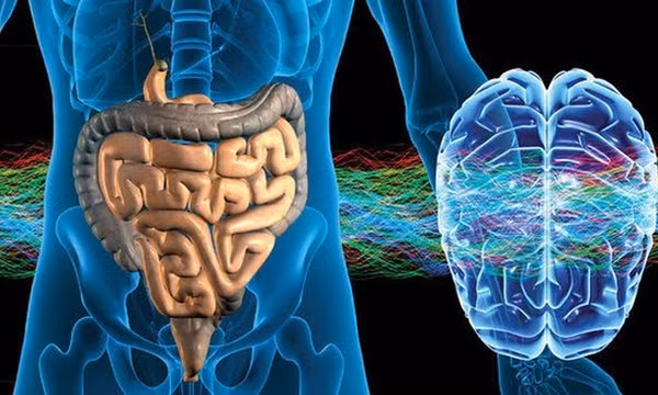 Điều chưa biết về "bộ não thứ hai" trong ruột người