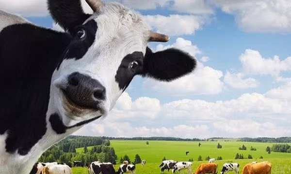 Vinamilk: "Nhà giàu" vẫn thích… vay nợ