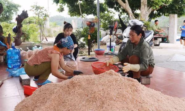 Ngọc Vừng mùa "lộc biển" 