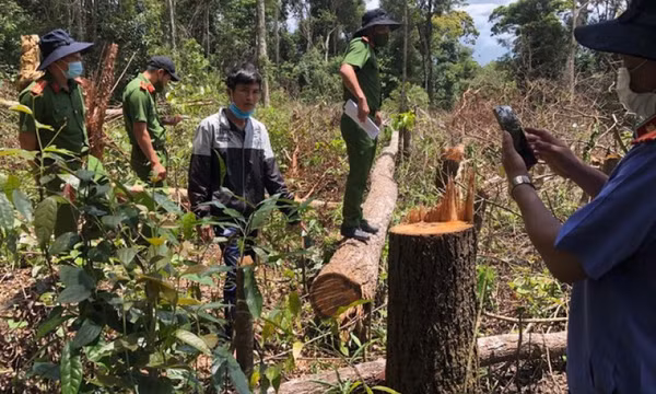 Khởi tố 7 đối tượng hủy hoại rừng ở Đắk Nông