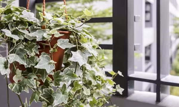 11 loại cây cảnh giúp hút khí độc trong nhà