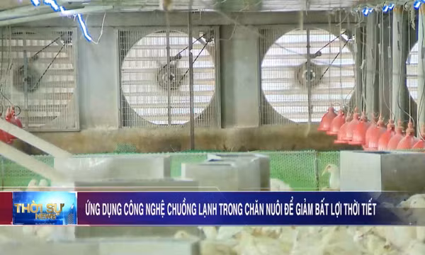 Ứng dụng công nghệ chuồng lạnh trong chăn nuôi để giảm bất lợi thời tiết