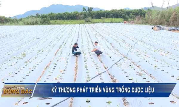 Kỳ Thượng phát triển vùng trồng dược liệu