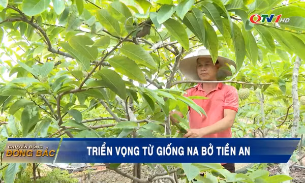 Triển vọng từ giống na bở Tiền An