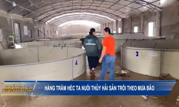 Hàng trăm hecta nuôi thủy hải sản trôi theo mưa bão