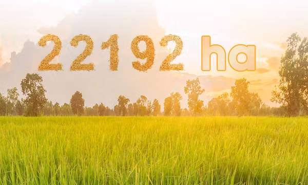 22.192 ha - là diện tích lúa vụ mùa năm 2022 trên địa bàn tỉnh đã gieo cấy xong