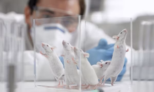 Phát hiện loại 'gene nhảy' ở chuột có thể giúp con người điều trị bệnh nan y