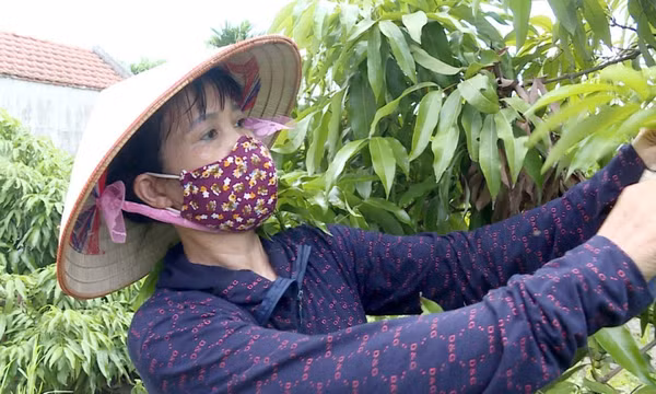Làm giàu từ cây vải sạch